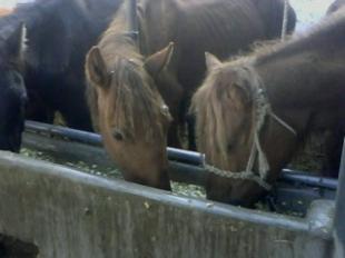 山西運城養羊的盈利前景與投資建議